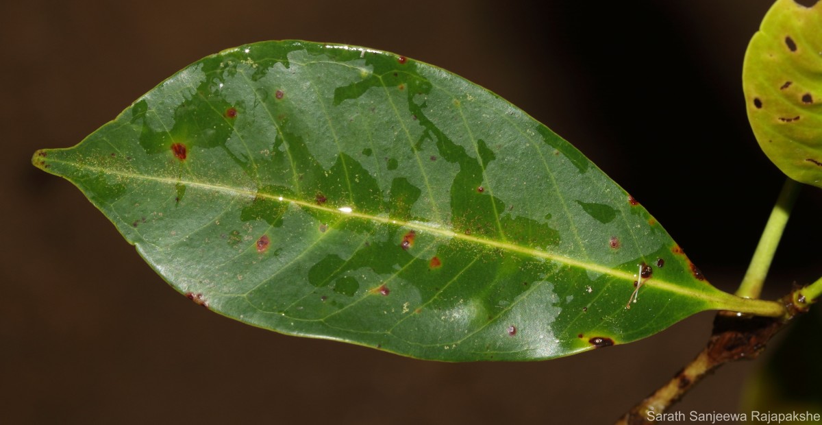 Syzygium nervosum A.Cunn. ex DC.